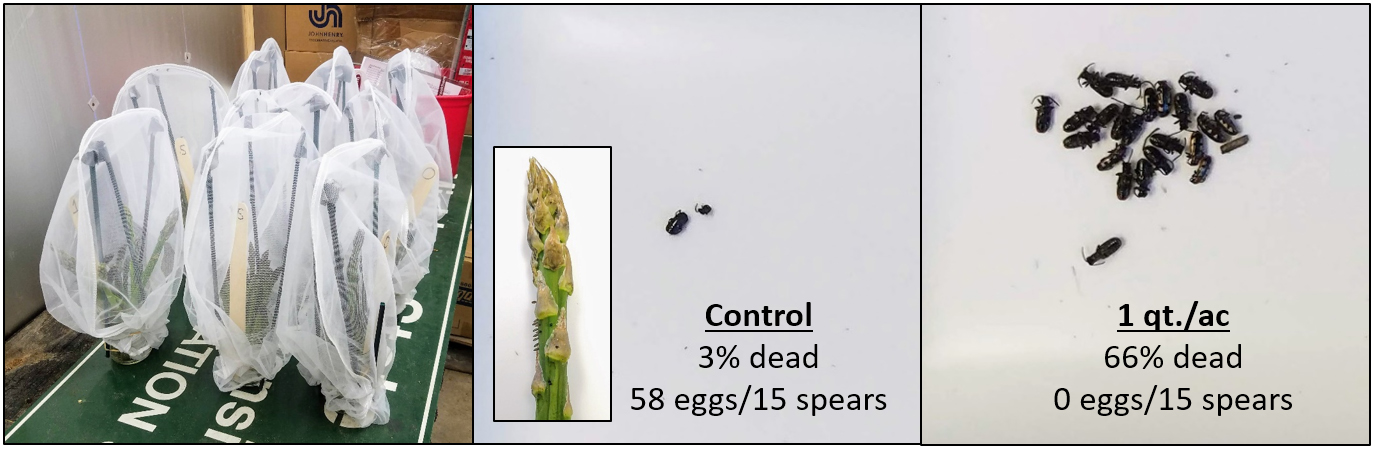 Study on asparagus beetles showing control and 1 qt./ac